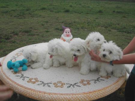 les chiens c ma passion